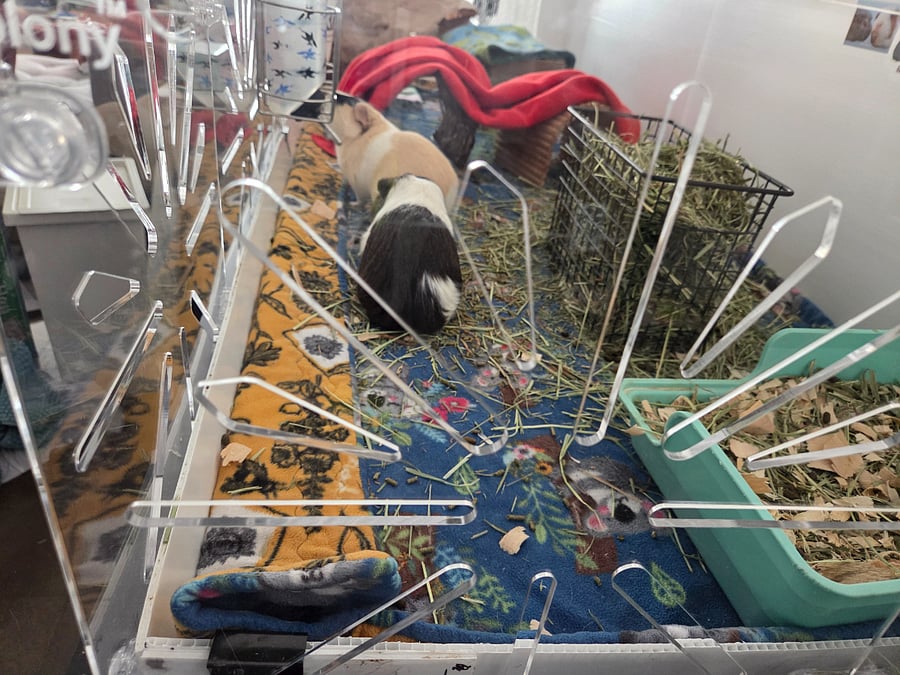 Guinea pigs