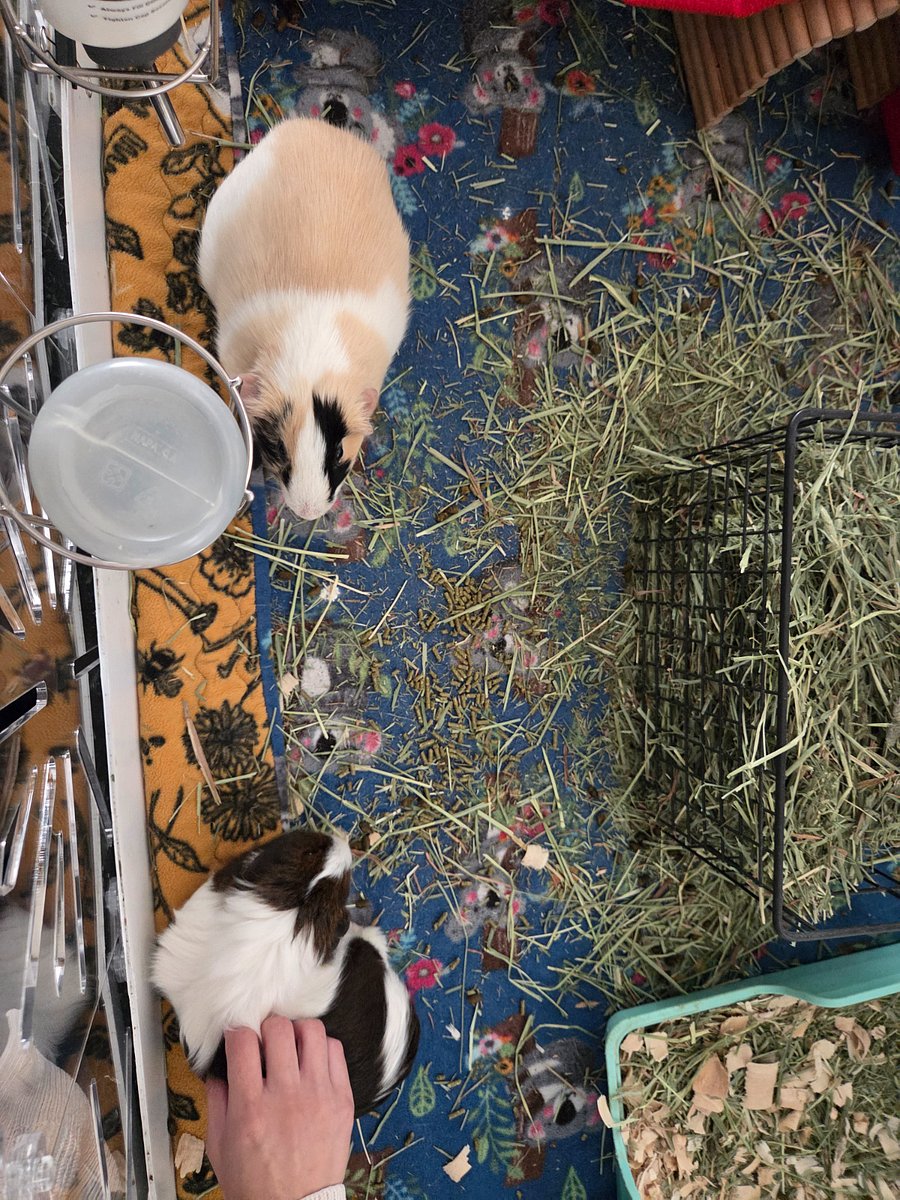 Guinea pigs
