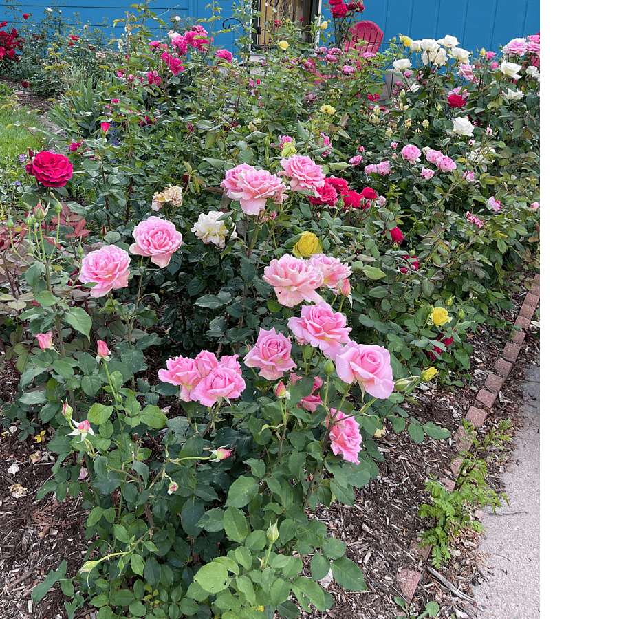 Roses in front of house begin to bloom in June.