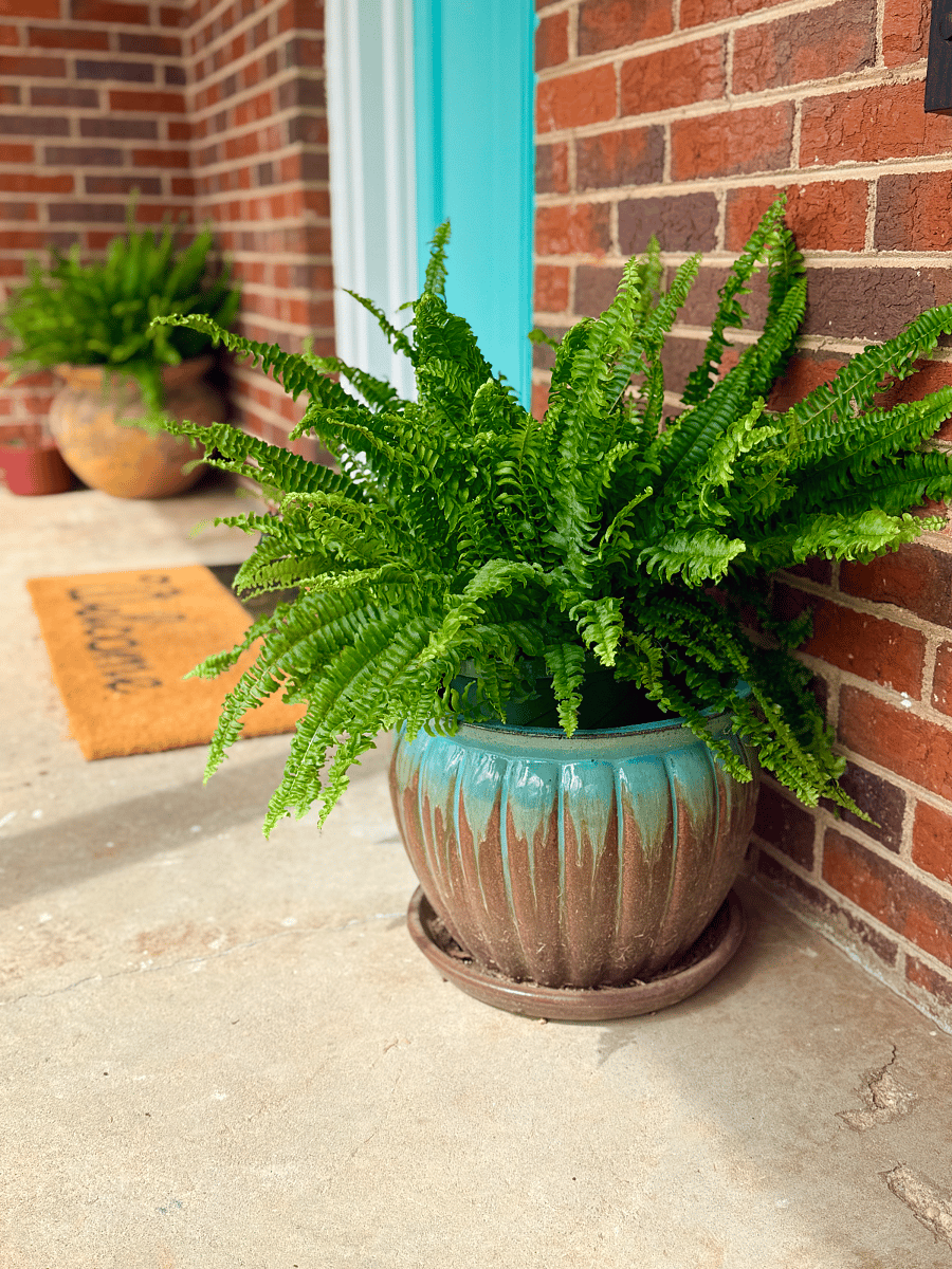 Closer angle of the front porch.  3 ferns (you don't have to water) .  Welcoming and inviting space. 