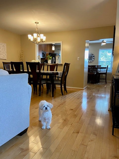 Shared Dining Room (and cute dog that I dog-sit sometimes)