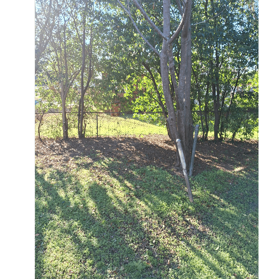 Divided back yard.