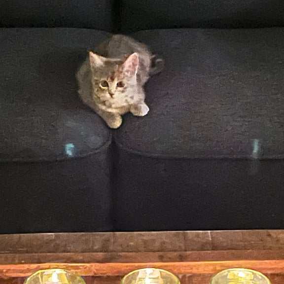 Winney the kitty cat