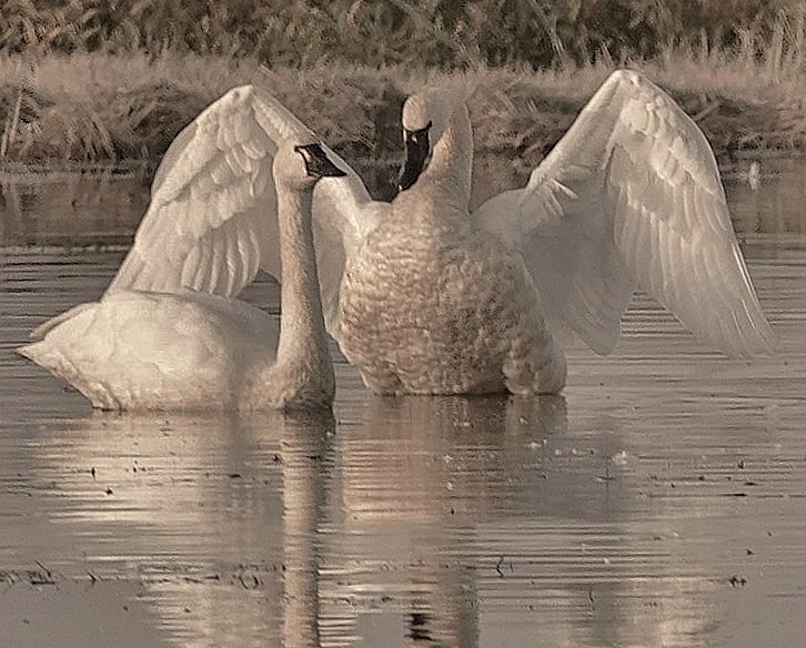 Tundra swans photo I took November 2025 only 20 minutes from my house - I have a map I drew to show you where to find them..