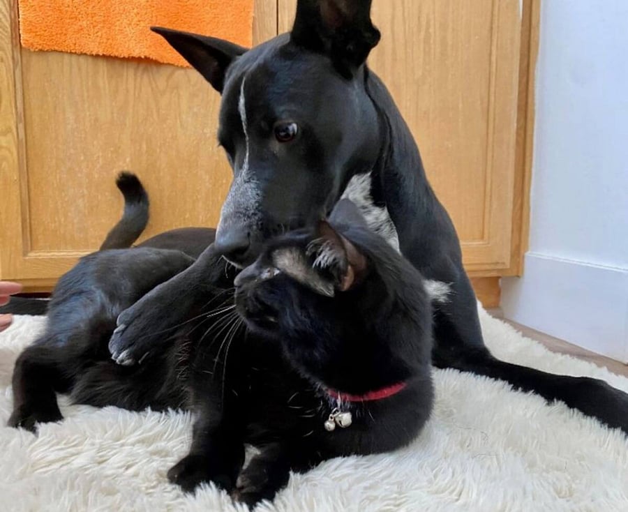 2 cats and 1 dog