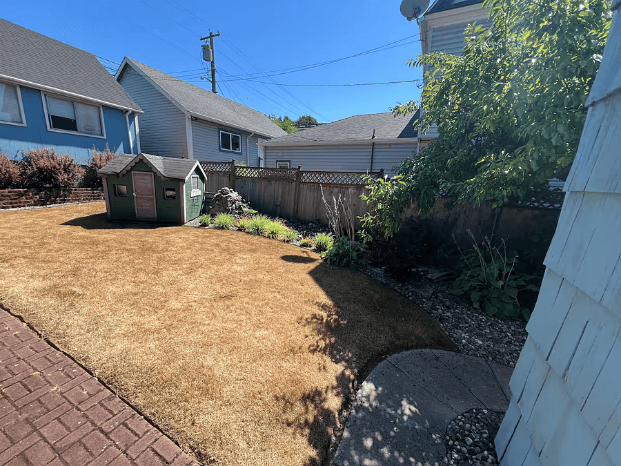 Backyard