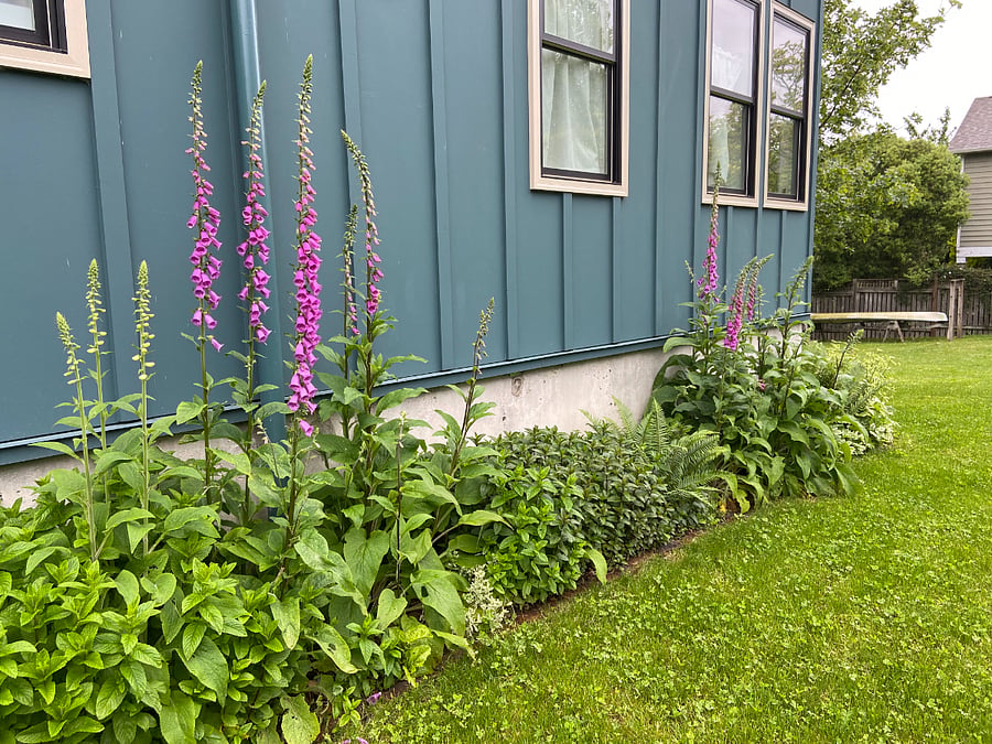 Side yard in summer