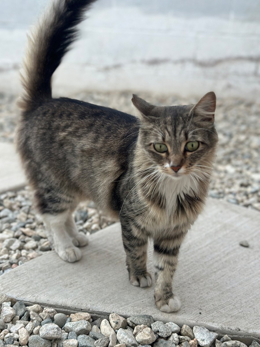 Bobby the backyard cat. Very friendly and fixed. Eats a lot. 