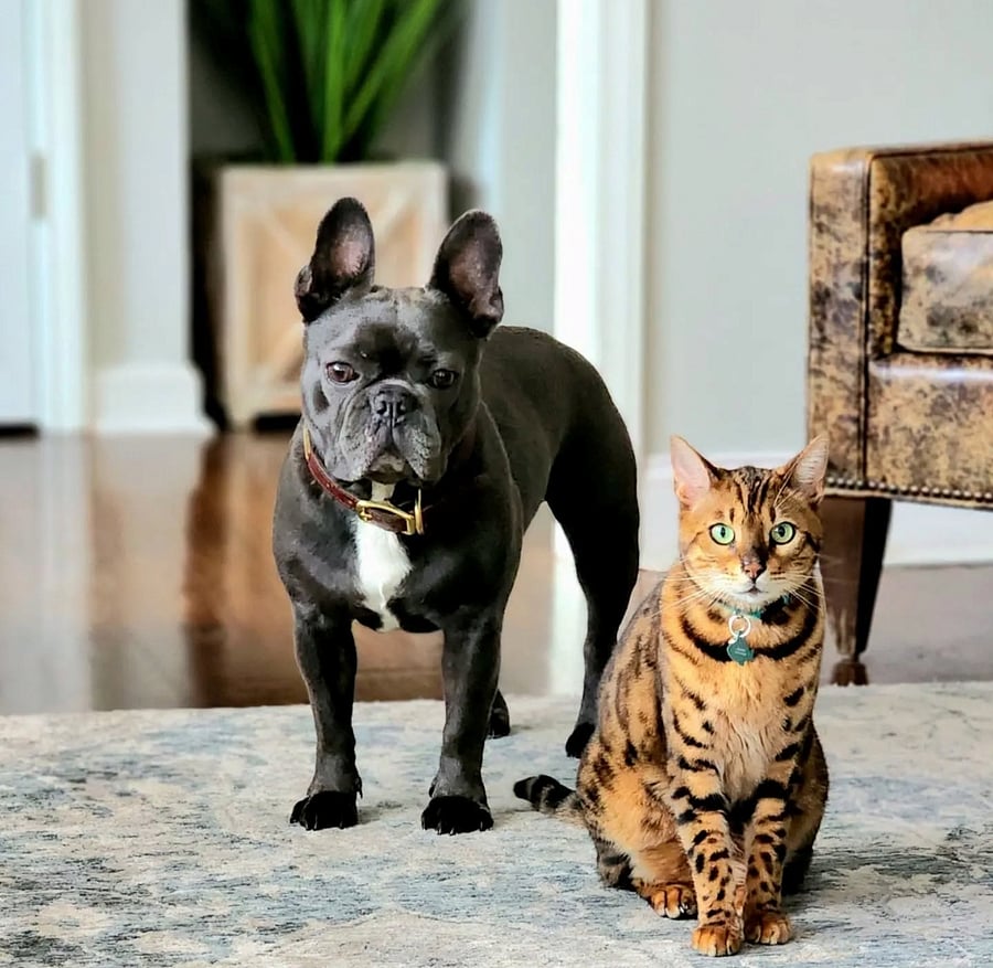 Pets
