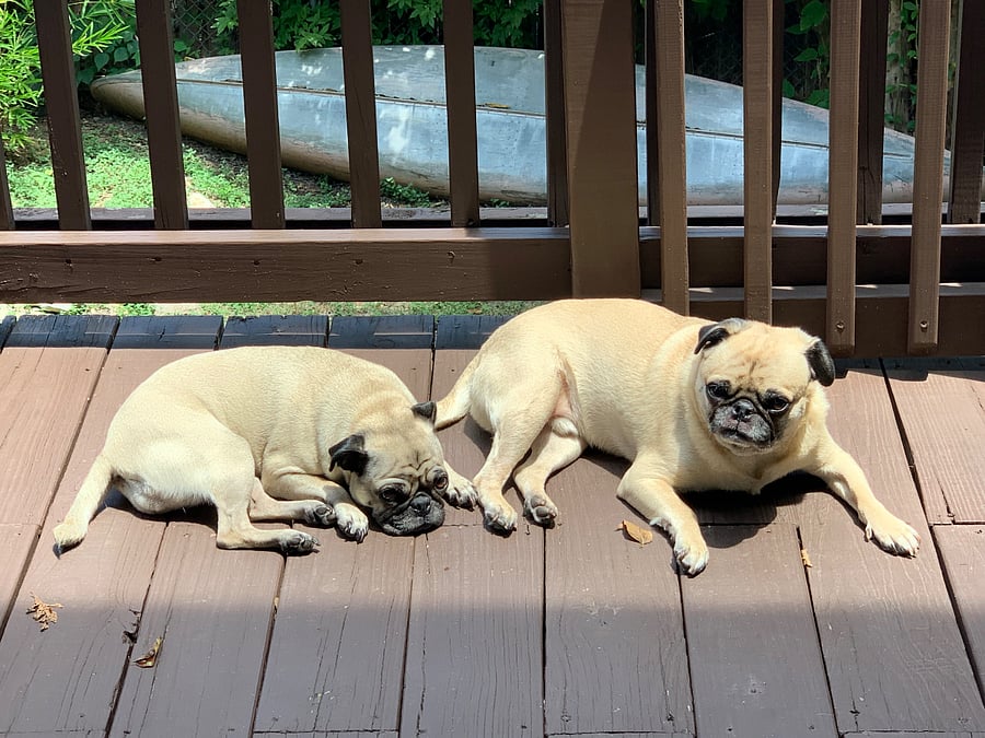 Meet Prince and Lizzo the resident pug pair. Guaranteed warm fuzzy greetings!