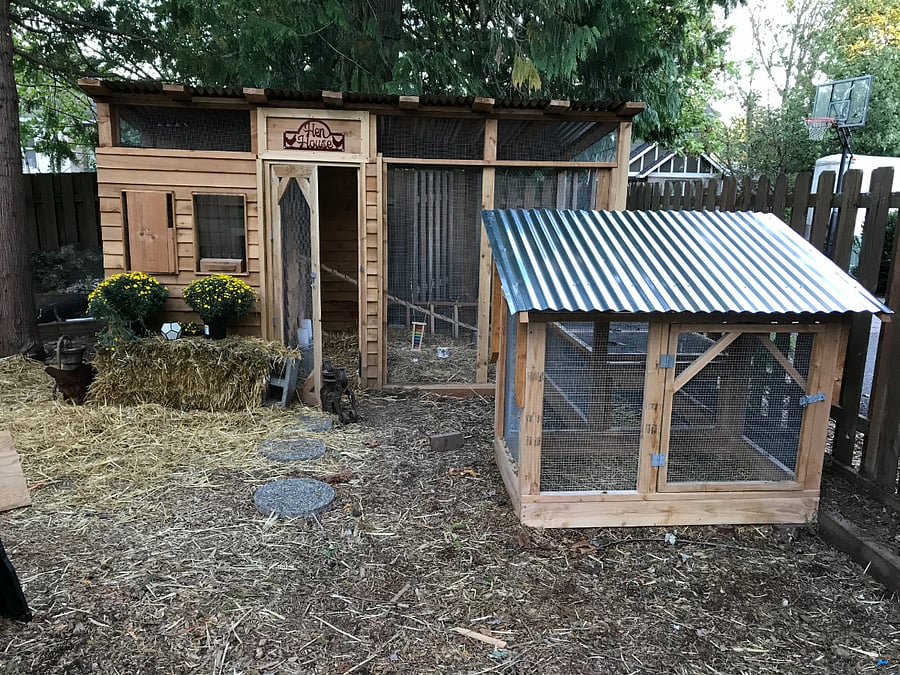 Chickens can be self contained in their ridiculously large and luxurious coop, built as a passion project during Covid.