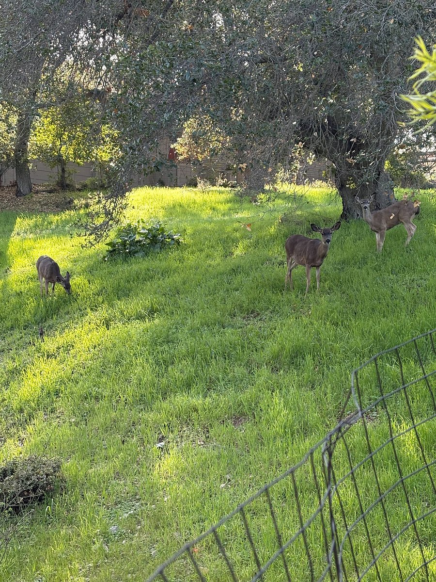 Meadow next door to property