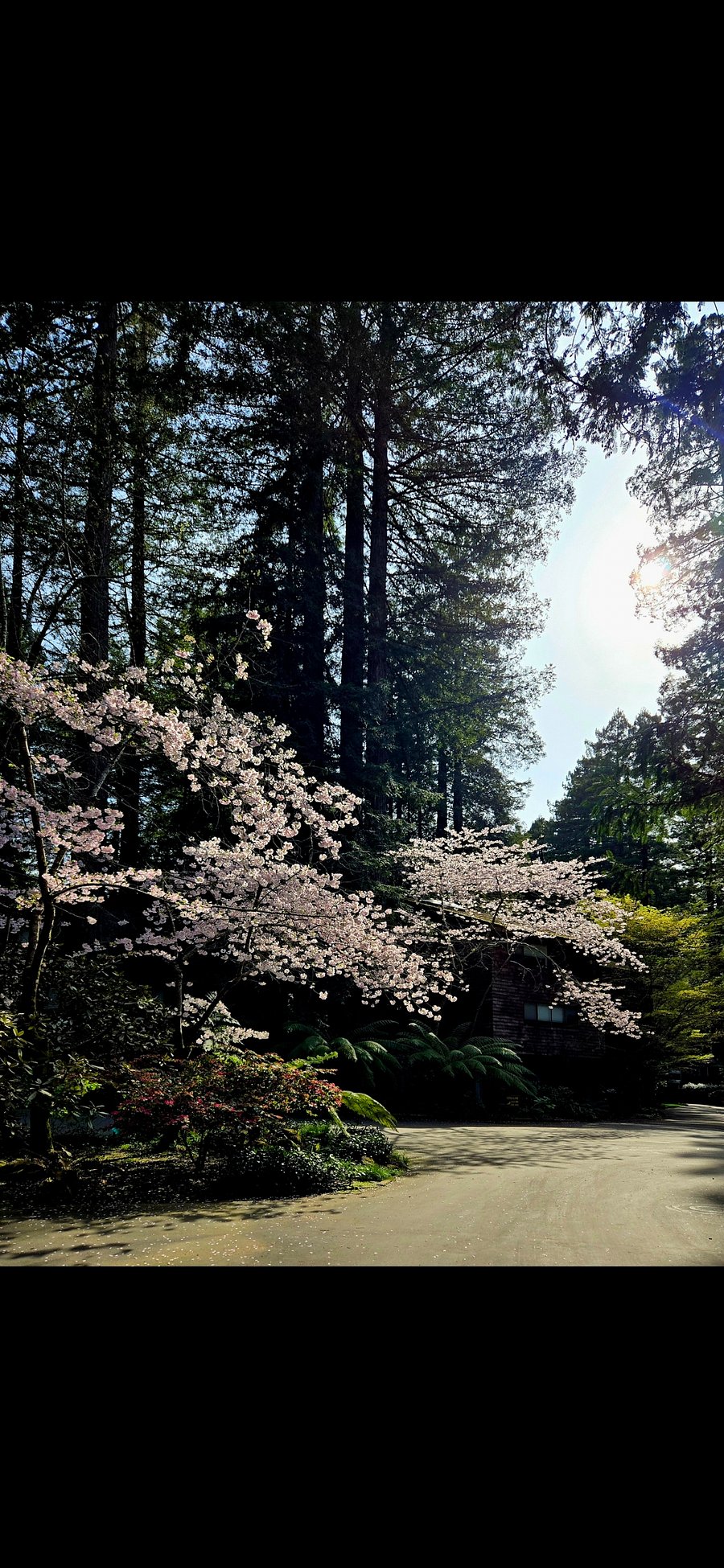 Cherry blossoms blooming in March throughout the landscape