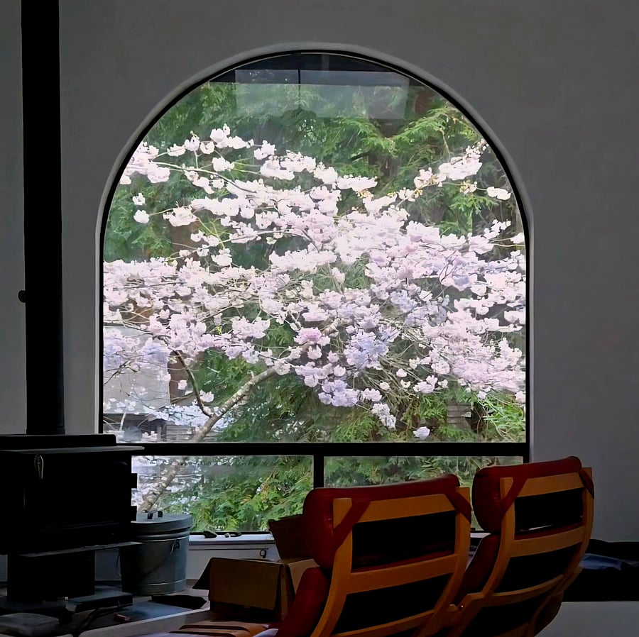 Blossoming cherry tree in March brings a show of hummingbirds and butterflies!