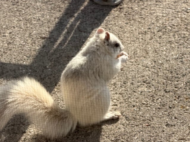 Friendly neighborhood squirrel.