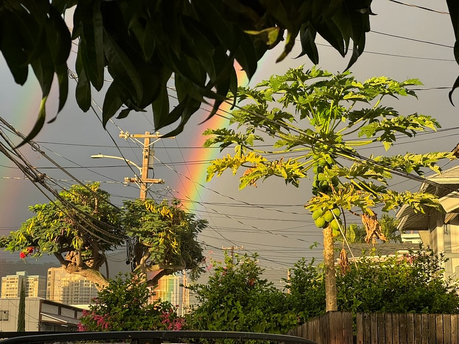 Tropical vibe on the street post rain event.
