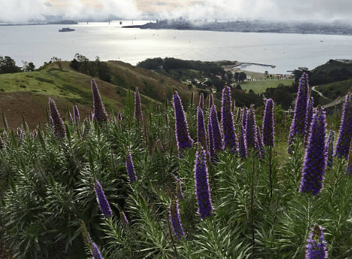 View from Headlands trail