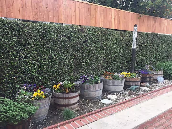 Patio garden.