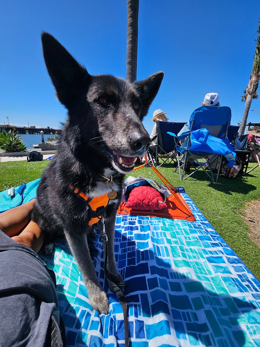 Topo the chill dog that lives here