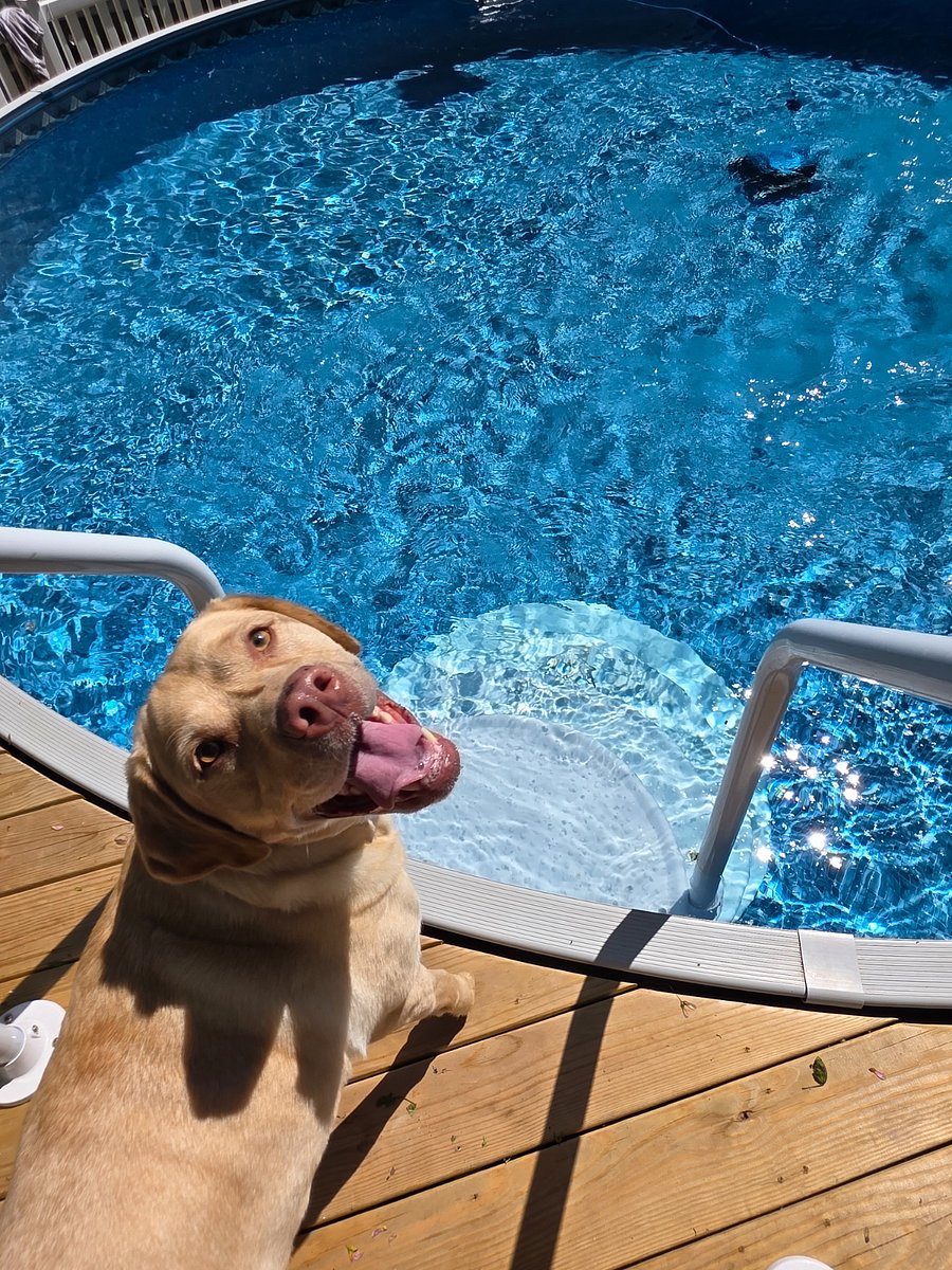 He wants to jump in but he knows he's not supposed to :)
