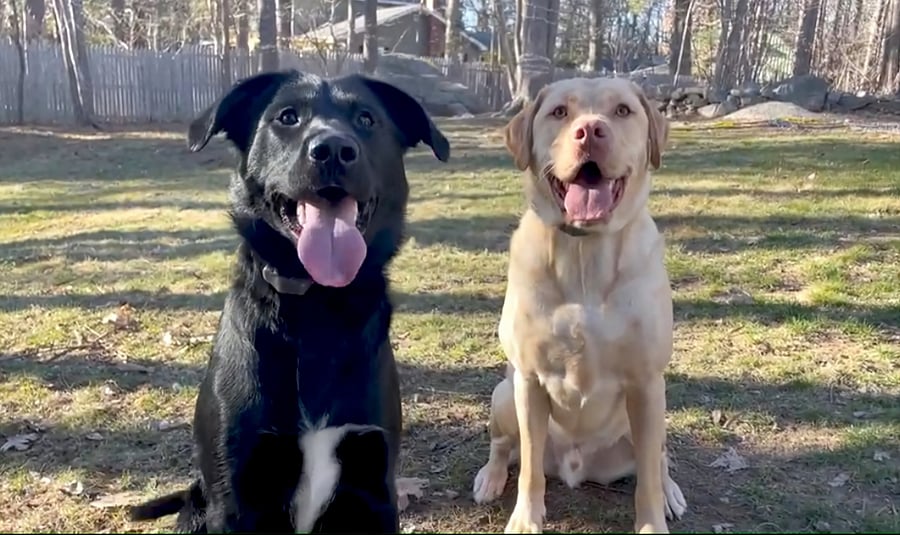 The pups