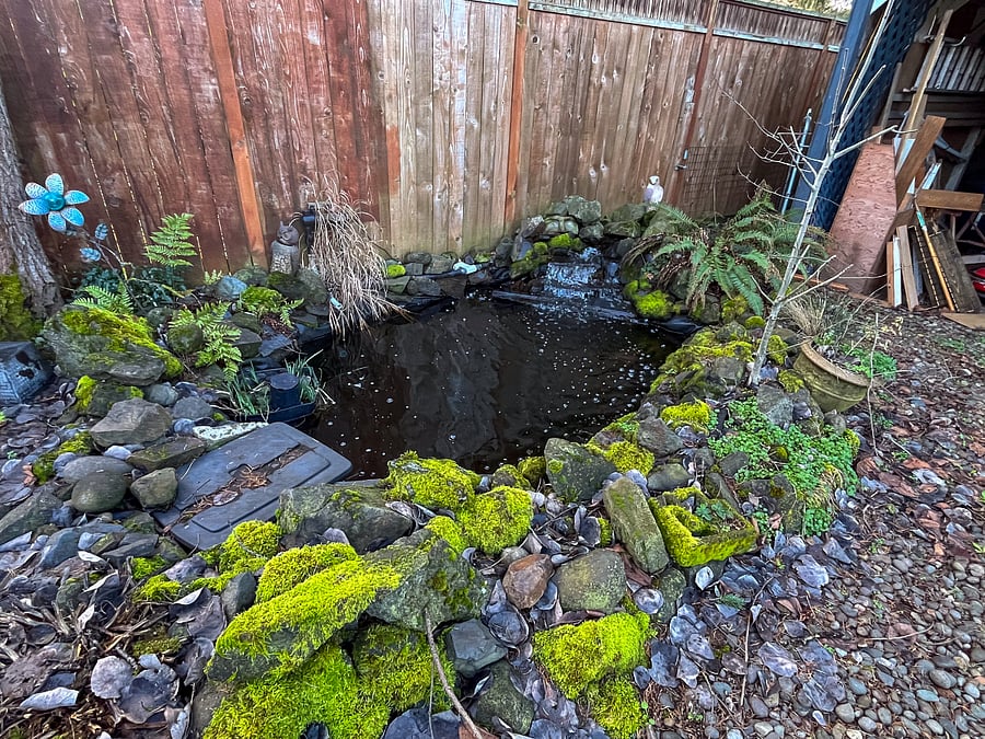 Backyard pond with peaceful waterfall