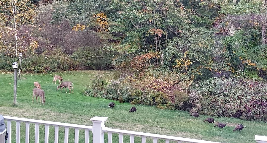 backyard visitors