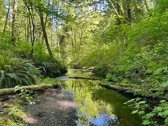 Gorgeous Thornton Creek