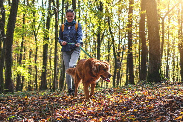 Your dog will love their daily walk