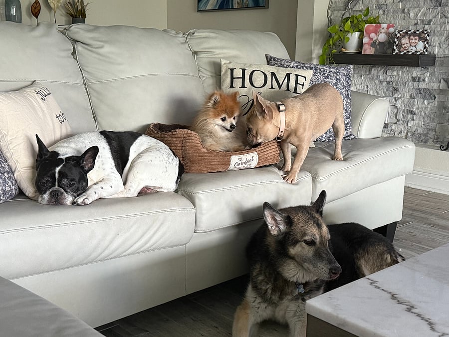 It's a dog's life. Cleo, Sarge, Cash, and Dolly are waiting for snuggles.