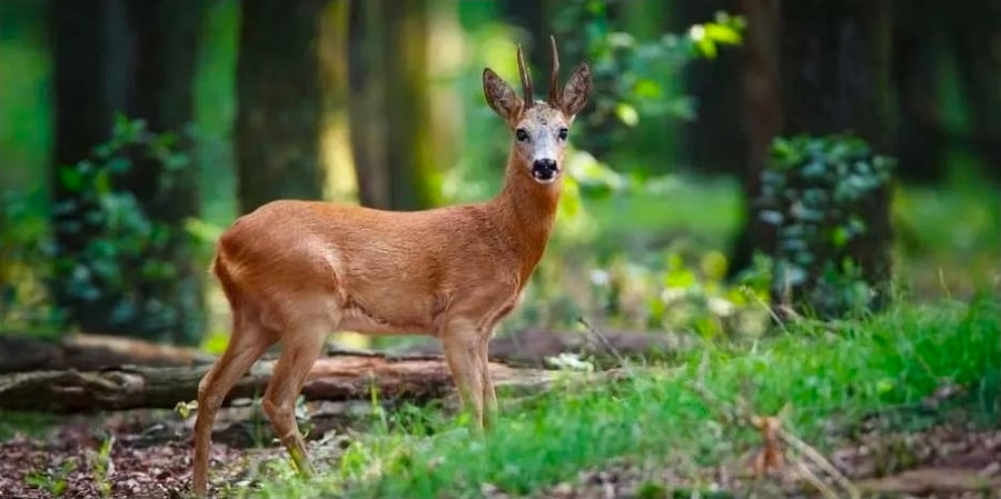 often see deer in this quiet golf community