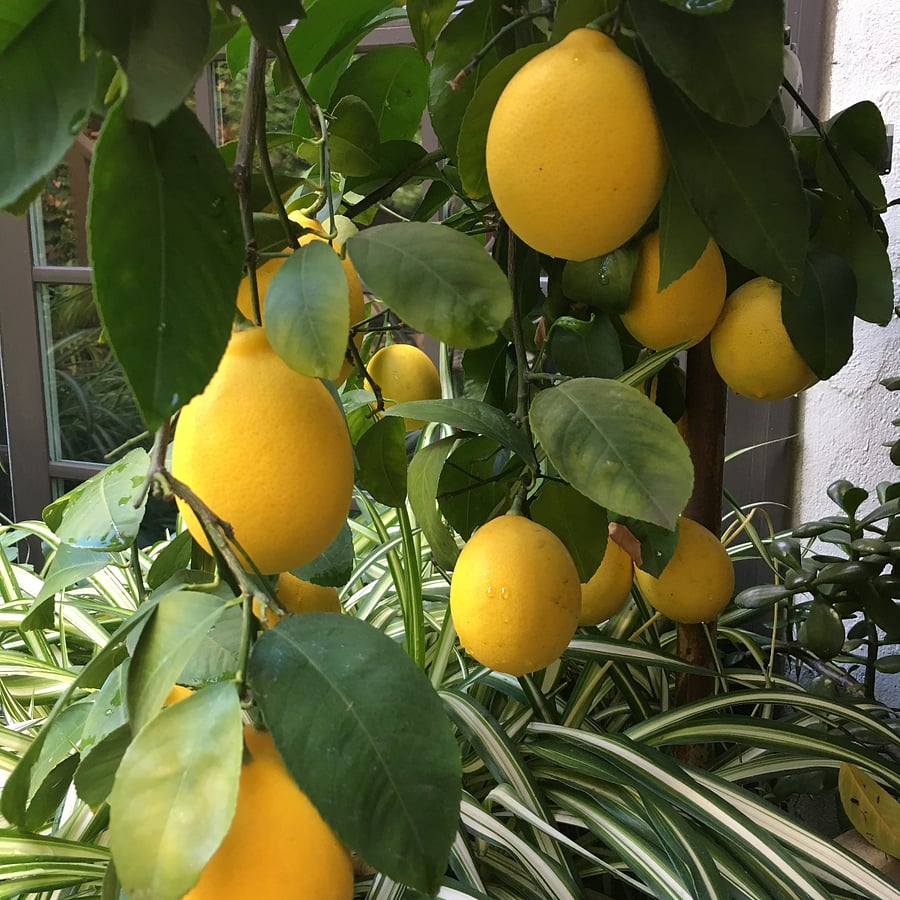 The patio tree grows incredible Meyer lemons.