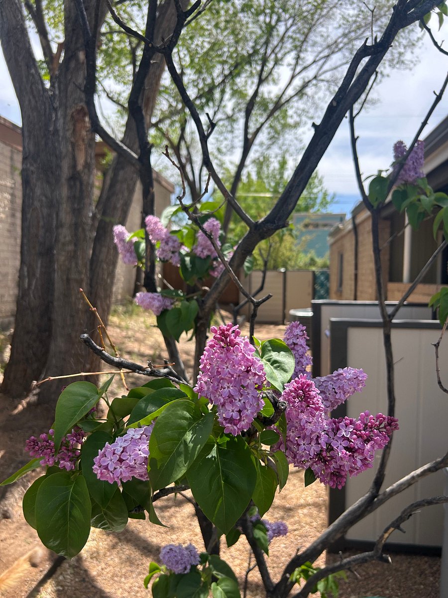 Welcoming spring lilacs mark the walkway to the Jewel Box.
