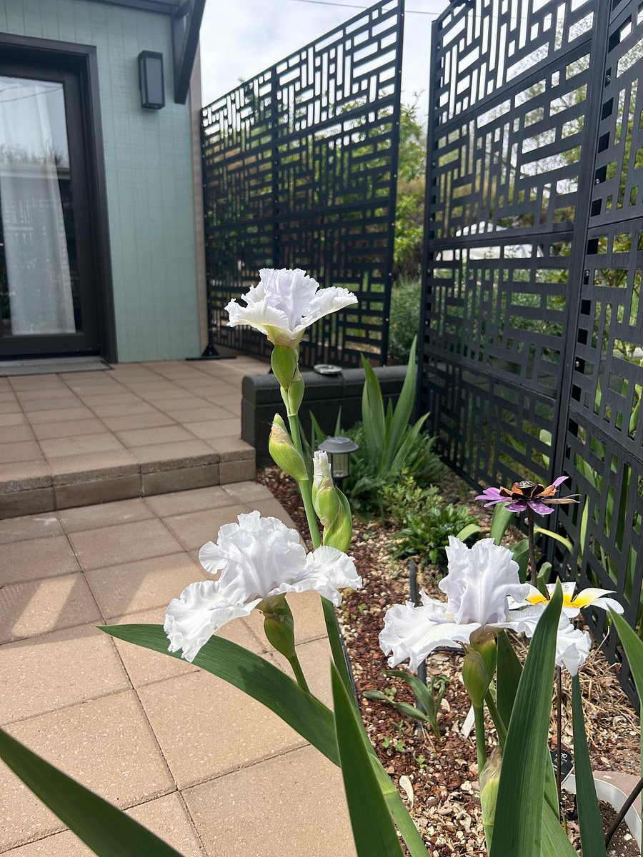 Beautiful May Iris
