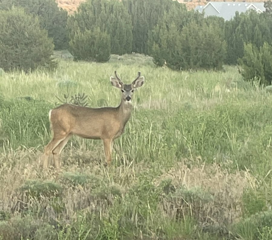 Wildlife in BDP