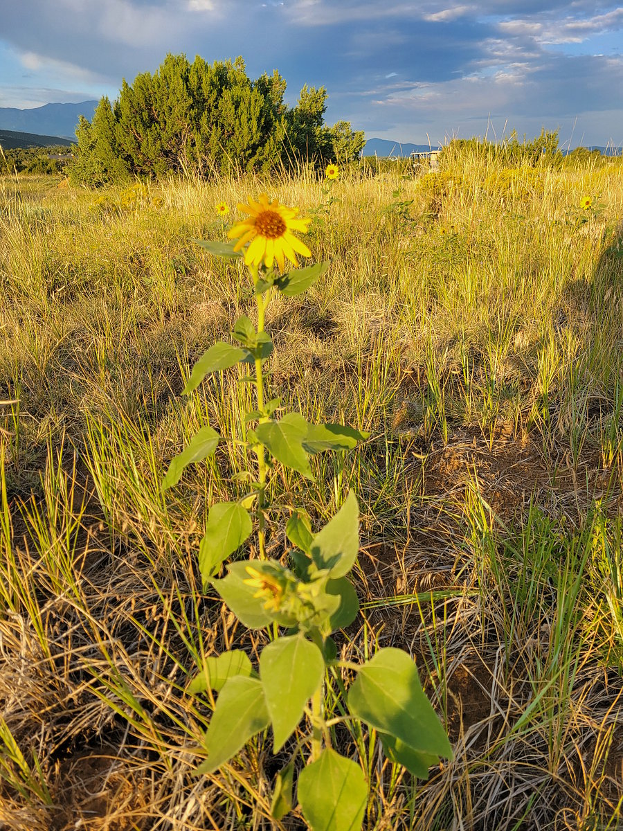 Wildflowers in BDP