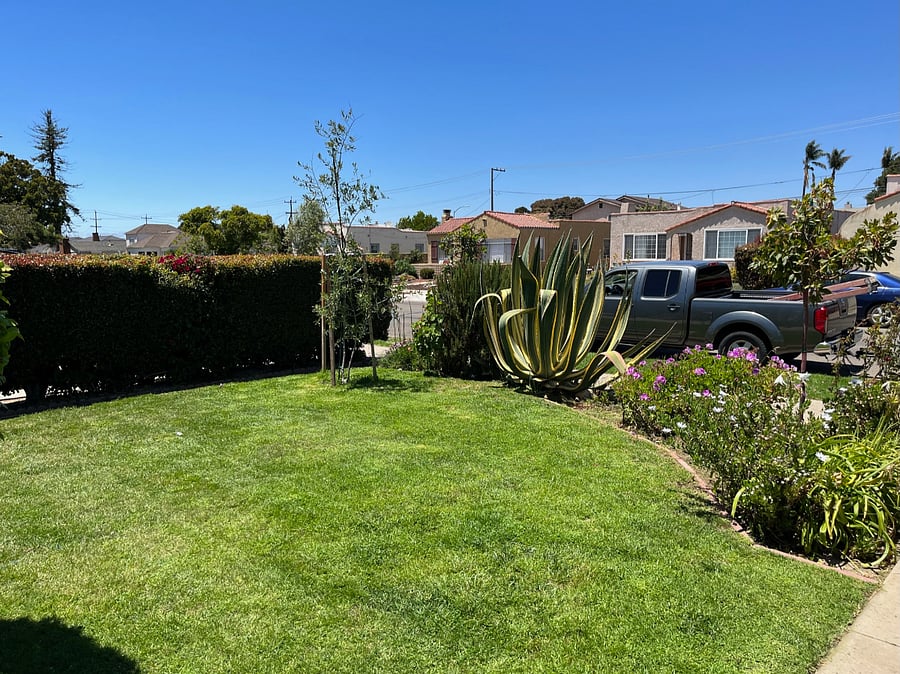 Front yard