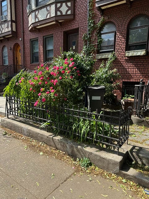 Front  garden in May