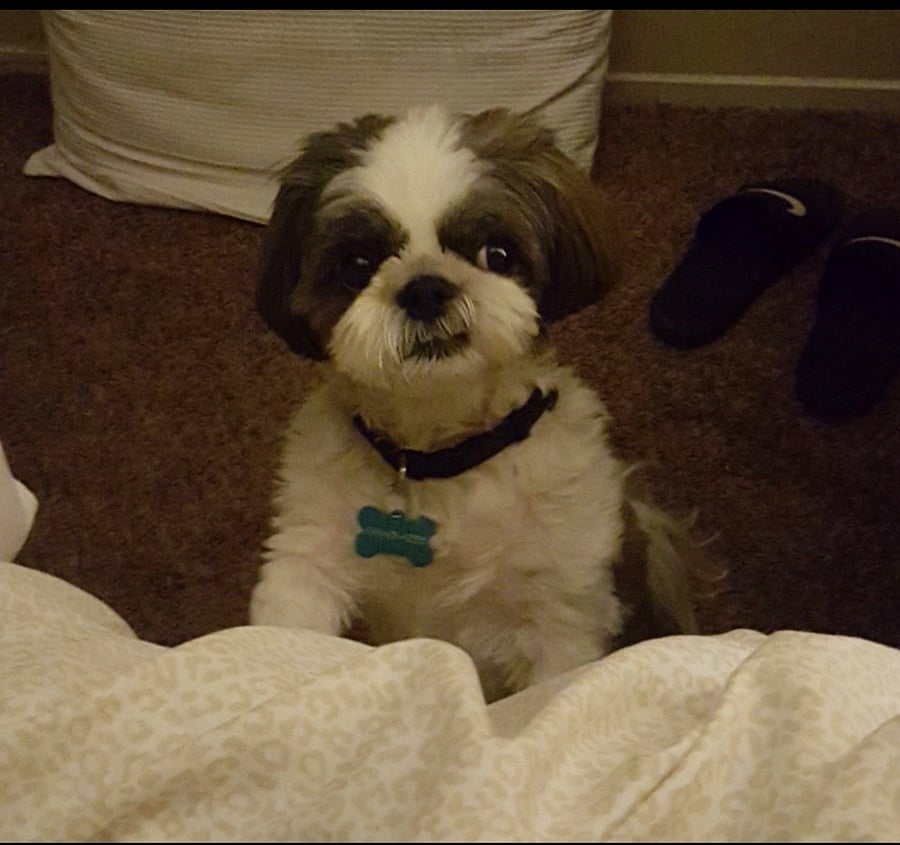 My Dog! Jackson 13 years old.