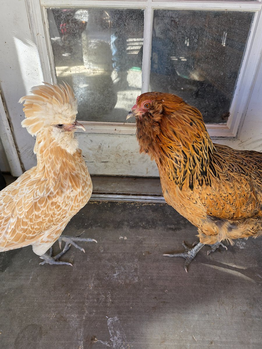 Buffy the blind chickens and her friend