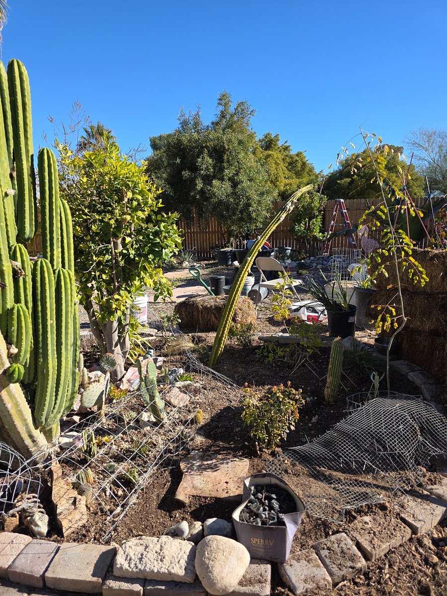 San Pedro cactus and succulent garden outside window