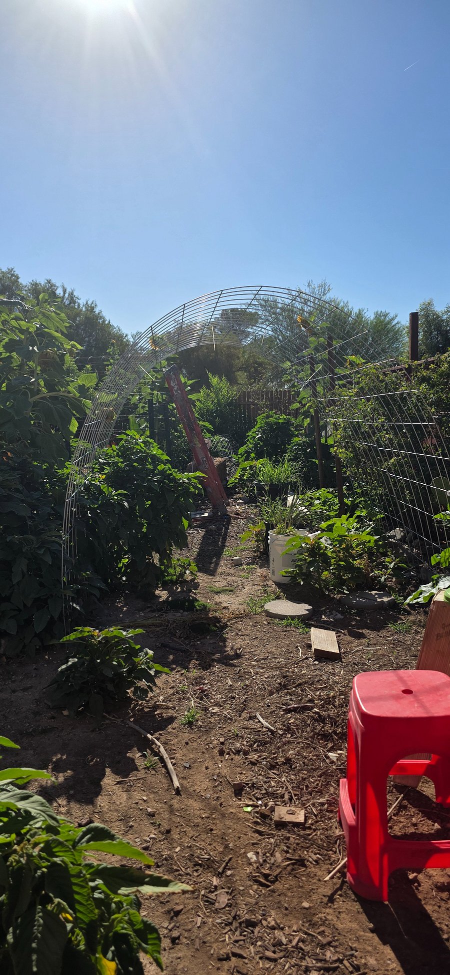 Pick your vegetables...cook your organic collard greens.