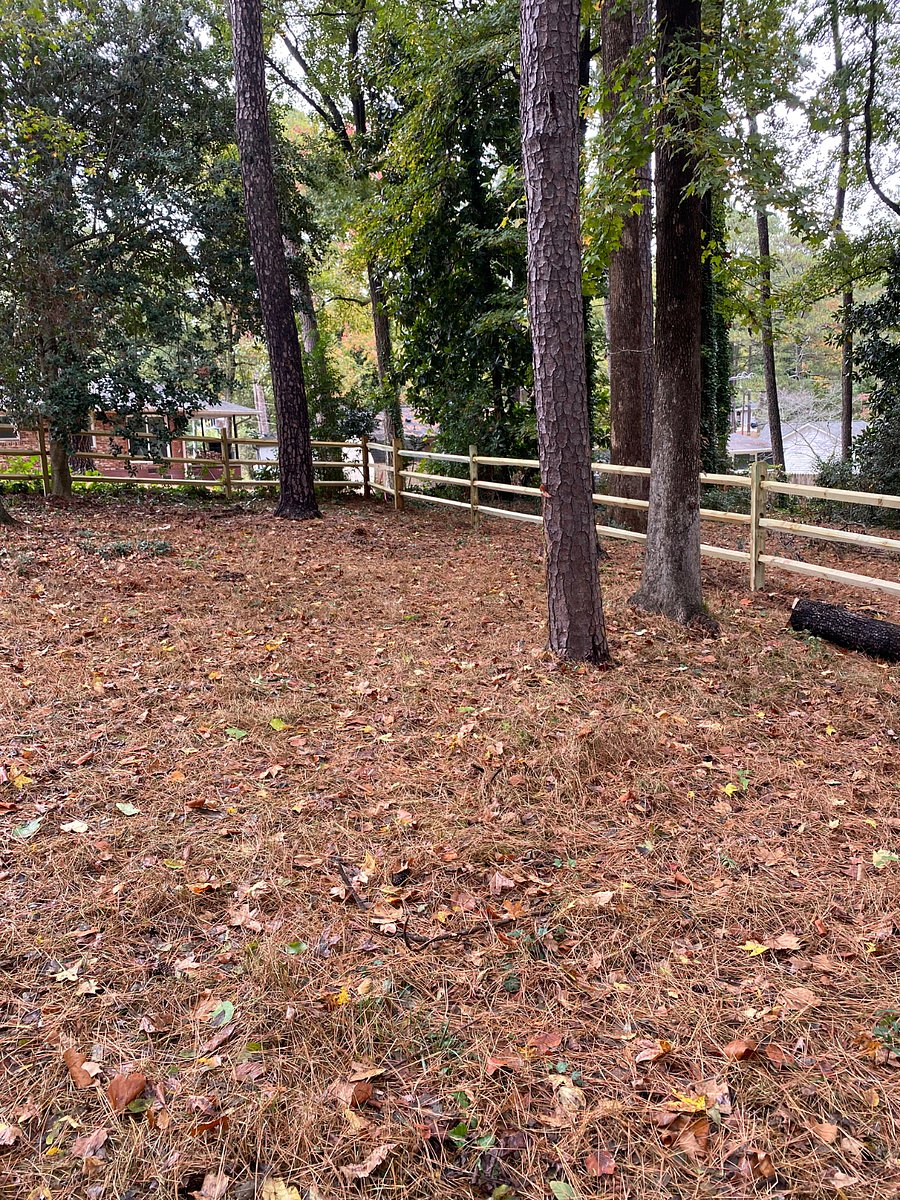 Backyard wooded area