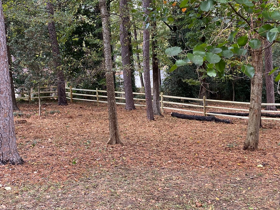 Backyard wooded area