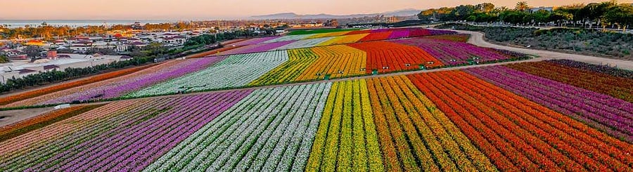 Carlsbad Flower Fields, so pretty!