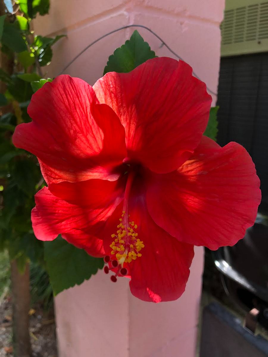 Tropical foliage in the yard!