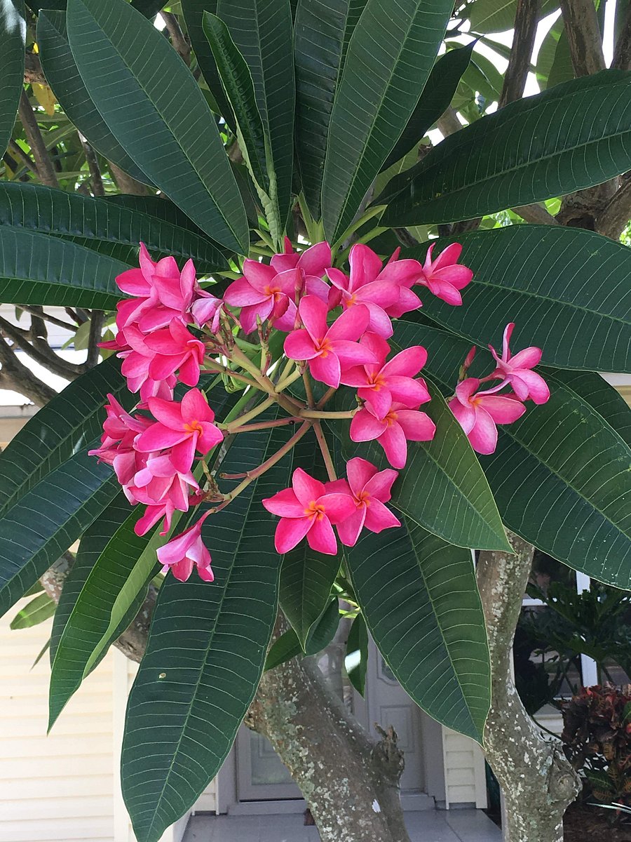 Tropical foliage in the yard!