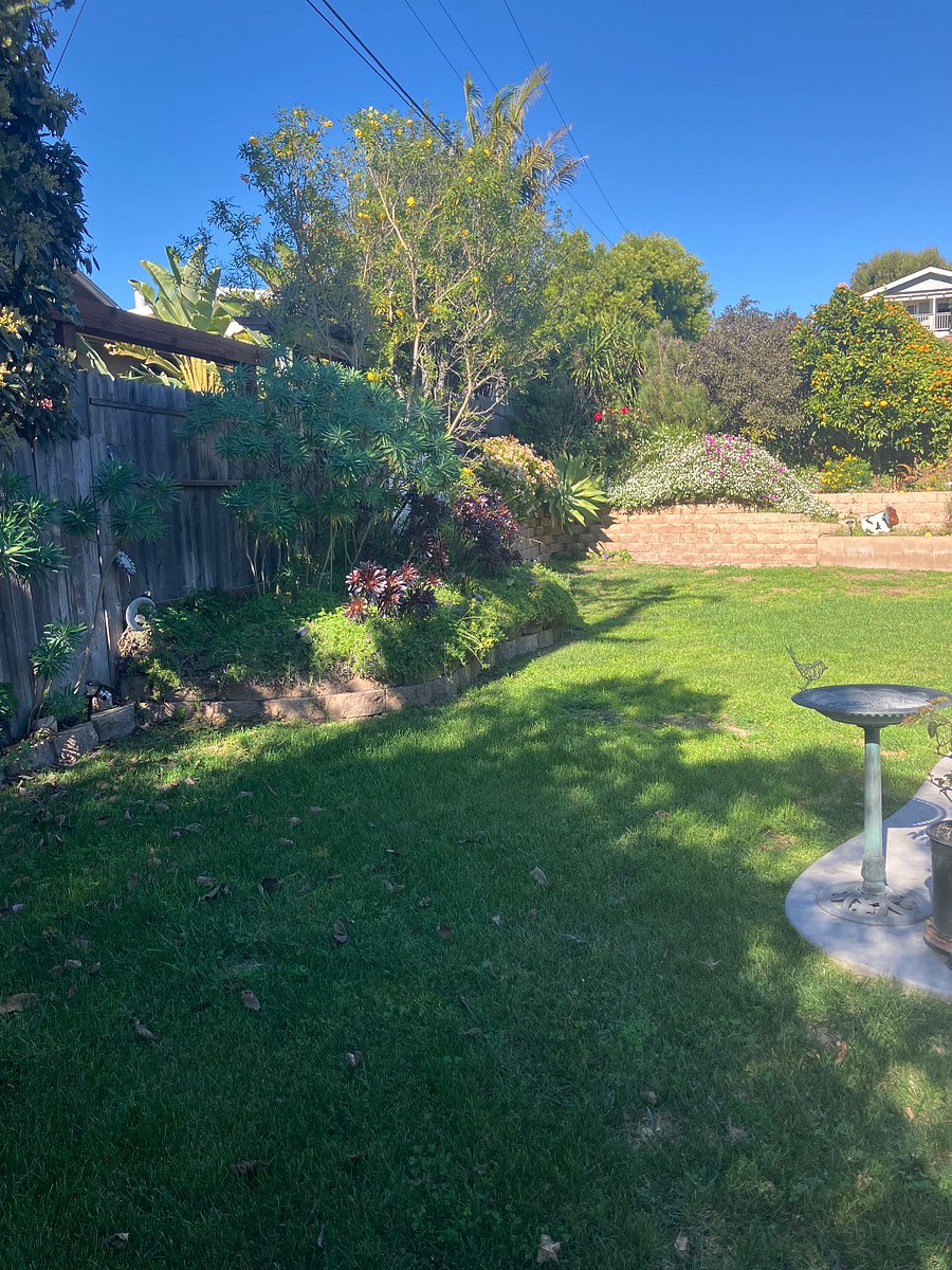 Backyard has a lot of greenery