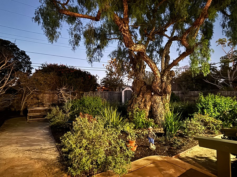 Landscaped backyard is a delight on sunny southern California days