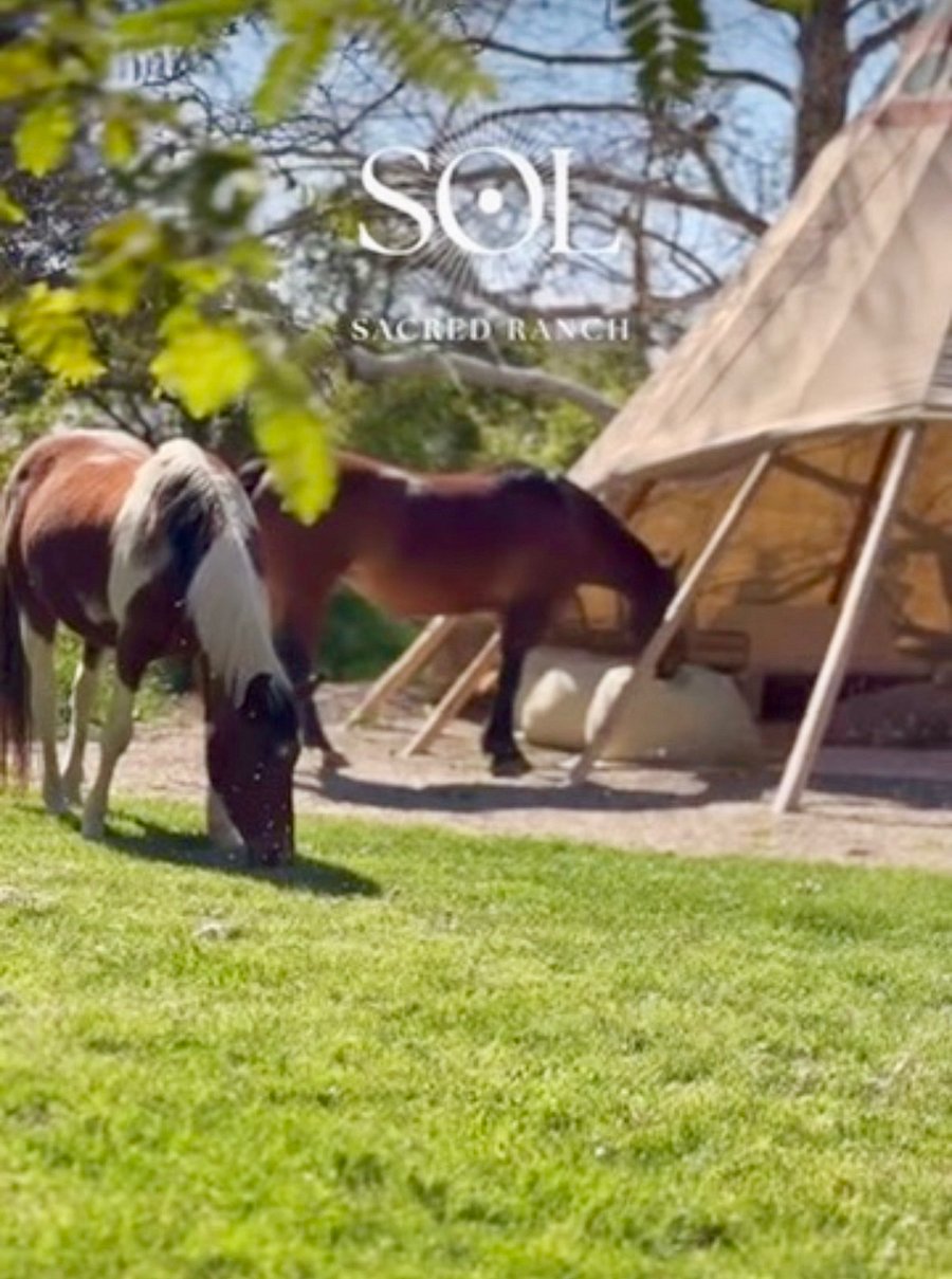 Healing horses, Jane and Jax.